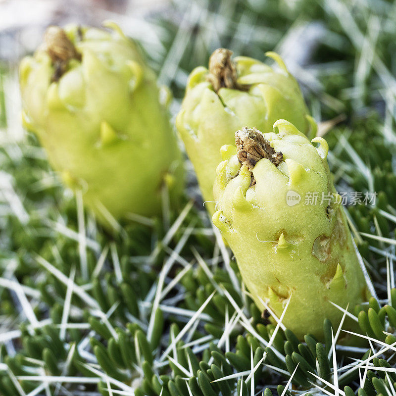 Guanaco Acacia(西班牙语为“Espina de Guanaco”)的果实从这种多刺的植物上长出来